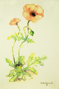 papaver